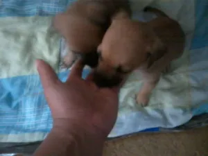 Cachorro raça indefinida idade Abaixo de 2 meses nome ota