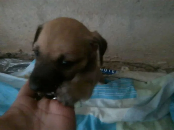 Cachorro ra a indefinida idade Abaixo de 2 meses nome ota