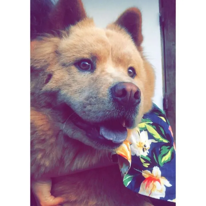 Cachorro ra a Chow Chow idade 1 ano nome Amora