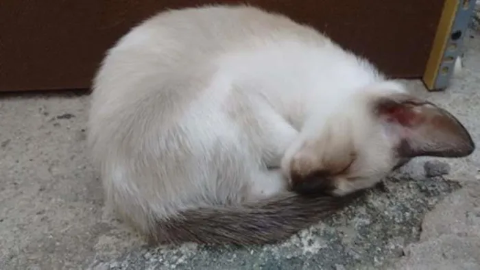 Gato ra a Siamês idade Abaixo de 2 meses nome Lupita 