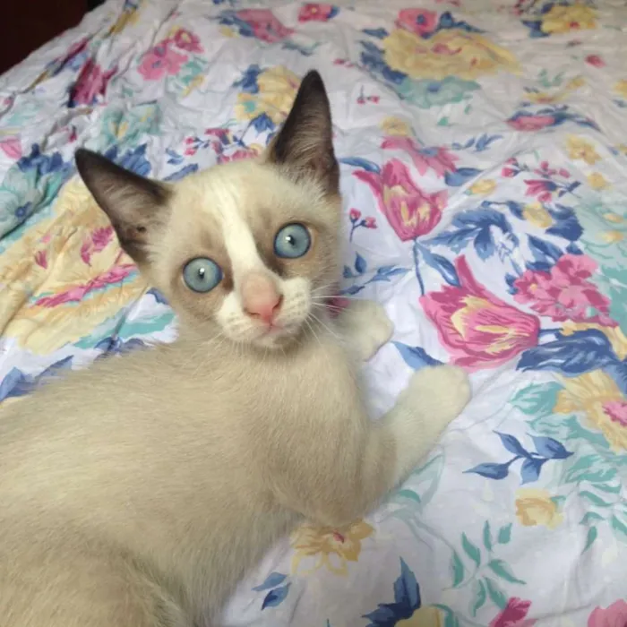 Gato ra a snowshoe idade Abaixo de 2 meses nome Filhotinha olhos azuis