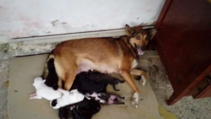 Cachorro raça  idade Abaixo de 2 meses nome filhotes