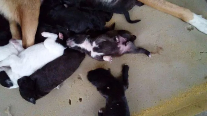 Cachorro raça  idade Abaixo de 2 meses nome filhotes