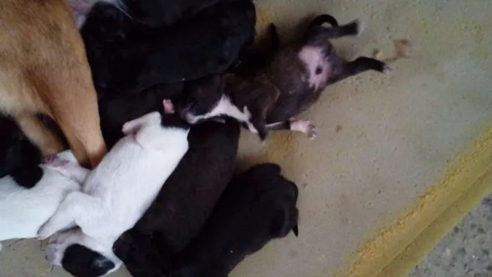 Cachorro raça  idade Abaixo de 2 meses nome filhotes