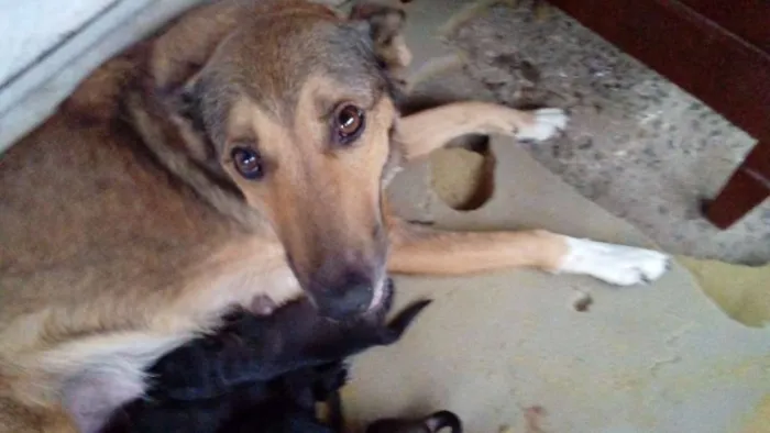 Cachorro raça  idade Abaixo de 2 meses nome filhotes
