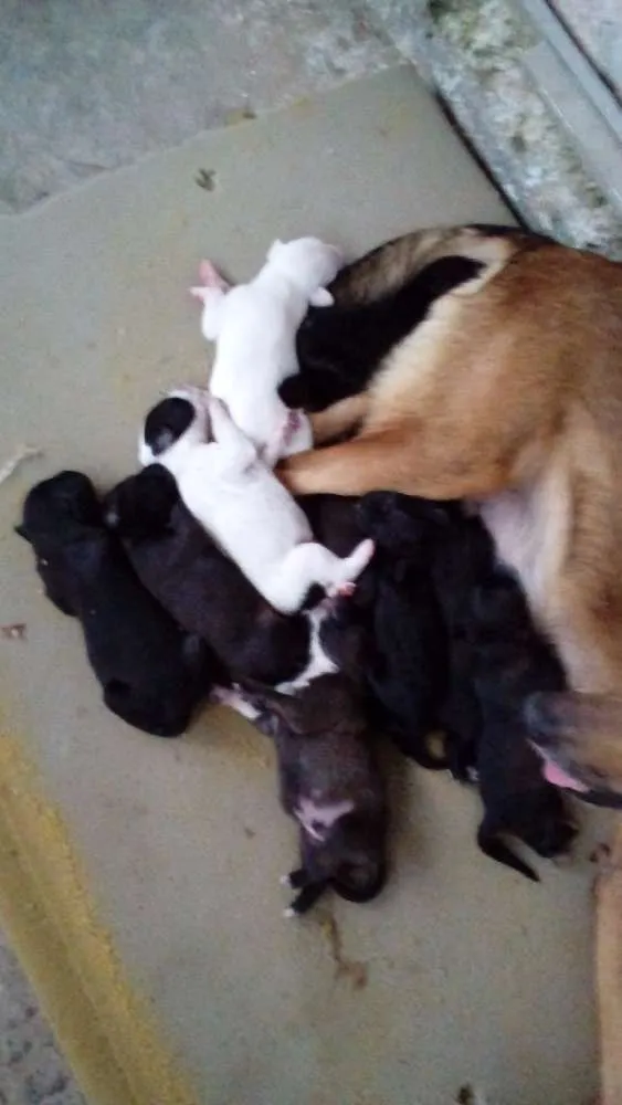 Cachorro raça  idade Abaixo de 2 meses nome filhotes