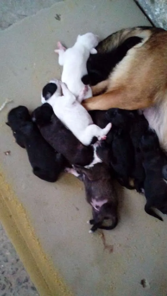 Cachorro raça  idade Abaixo de 2 meses nome filhotes