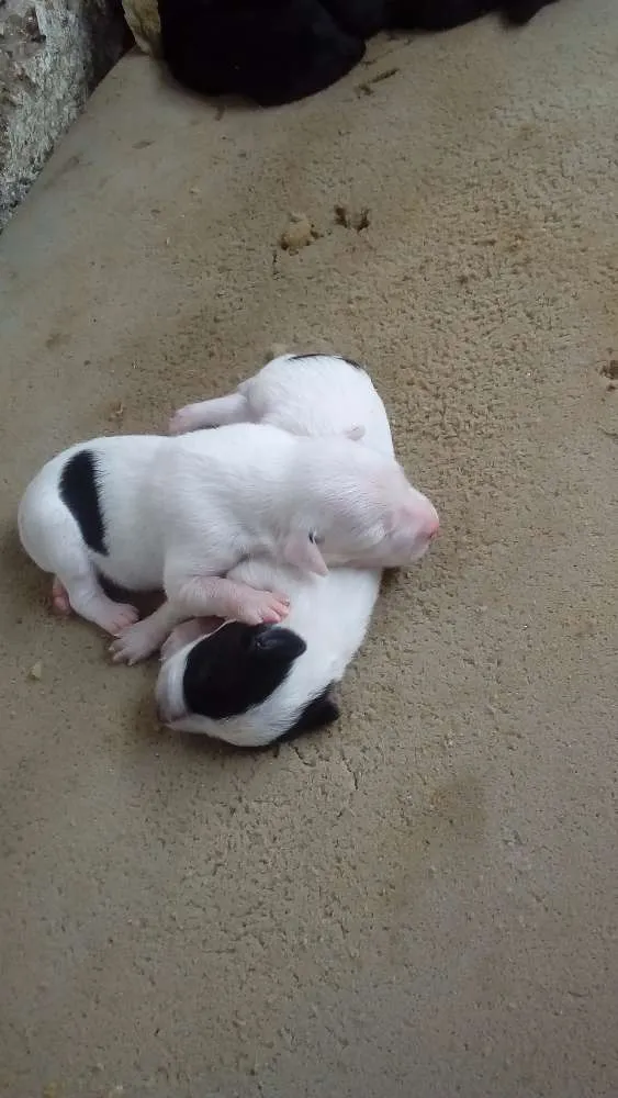 Cachorro raça  idade Abaixo de 2 meses nome filhotes