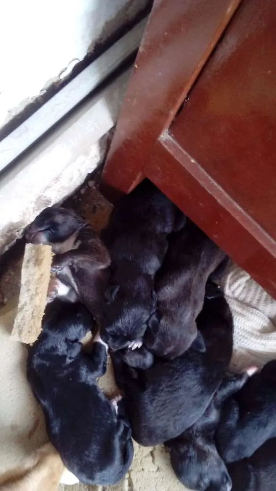 Cachorro raça  idade Abaixo de 2 meses nome filhotes