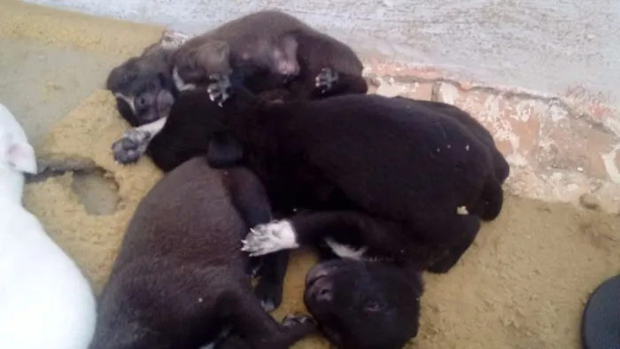 Cachorro raça  idade Abaixo de 2 meses nome filhotes