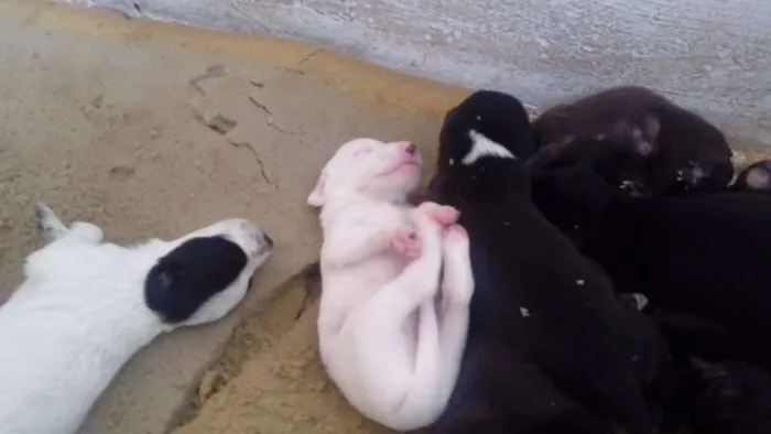Cachorro raça  idade Abaixo de 2 meses nome filhotes