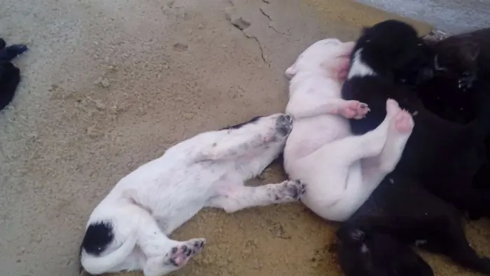 Cachorro raça  idade Abaixo de 2 meses nome filhotes