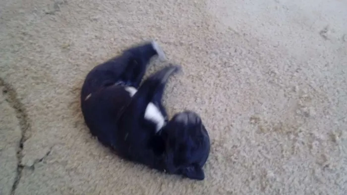 Cachorro raça  idade Abaixo de 2 meses nome filhotes