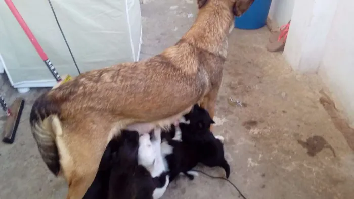 Cachorro raça  idade Abaixo de 2 meses nome filhotes