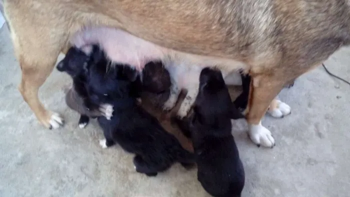 Cachorro raça  idade Abaixo de 2 meses nome filhotes