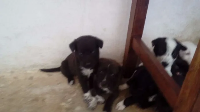 Cachorro raça  idade Abaixo de 2 meses nome filhotes