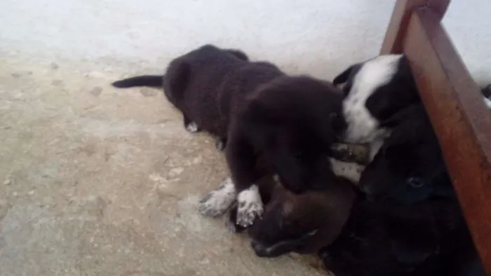 Cachorro raça  idade Abaixo de 2 meses nome filhotes