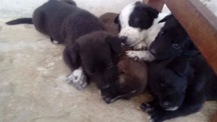 Cachorro raça  idade Abaixo de 2 meses nome filhotes