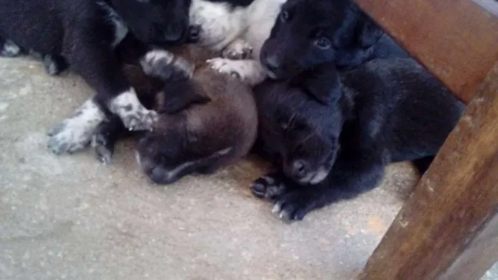 Cachorro raça  idade Abaixo de 2 meses nome filhotes
