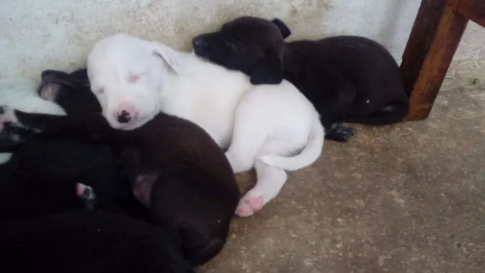 Cachorro raça  idade Abaixo de 2 meses nome filhotes