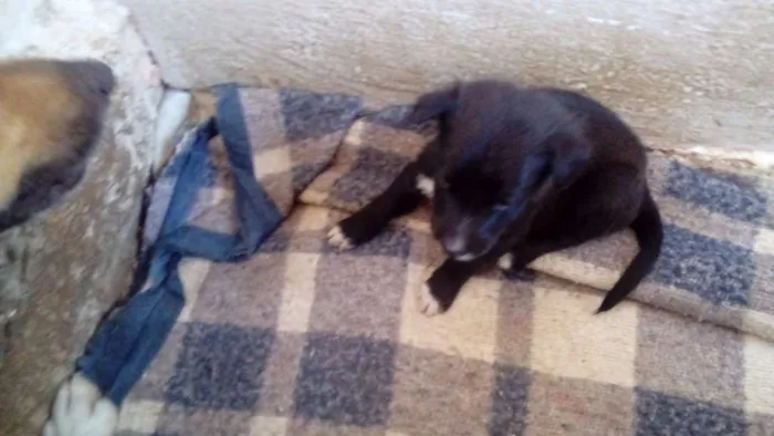 Cachorro raça  idade Abaixo de 2 meses nome filhotes