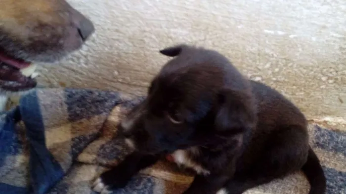 Cachorro raça  idade Abaixo de 2 meses nome filhotes