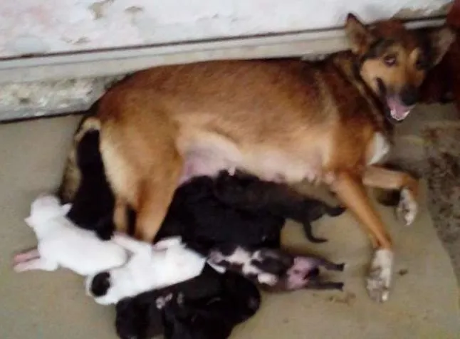 Cachorro raça  idade Abaixo de 2 meses nome filhotes