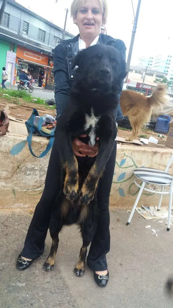 Cachorro ra a Srd idade  nome Negão 
