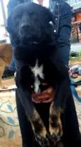 Negão 