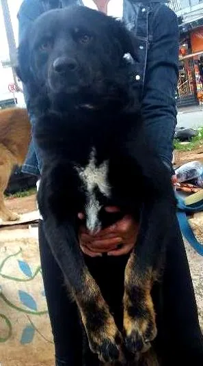Cachorro raça Srd idade  nome Negão 