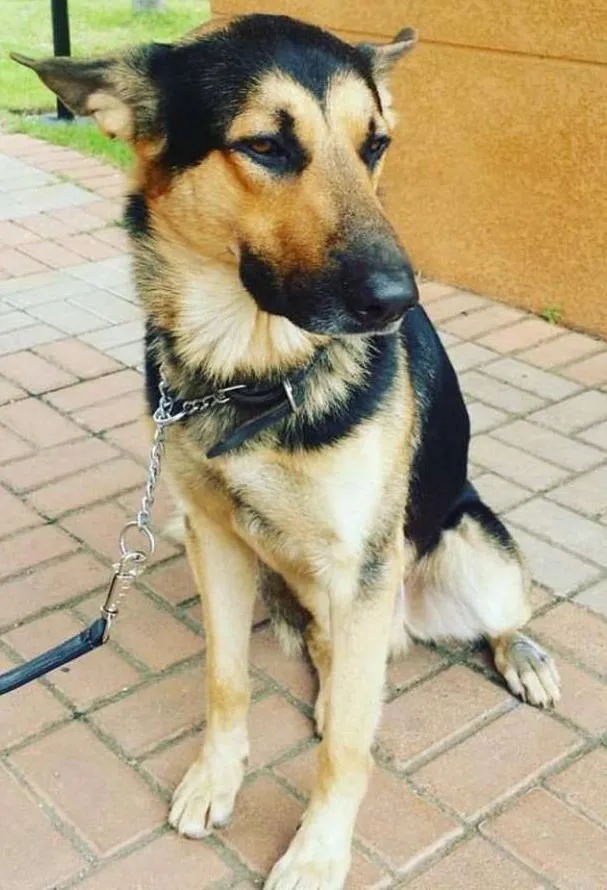 Cachorro ra a Pastor Alemão idade 1 ano nome Steve