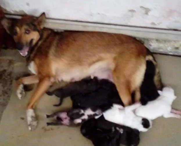 Cachorro raça  idade Abaixo de 2 meses nome filhotes