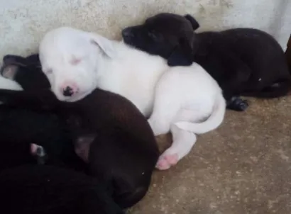 Cachorro raça  idade Abaixo de 2 meses nome filhotes