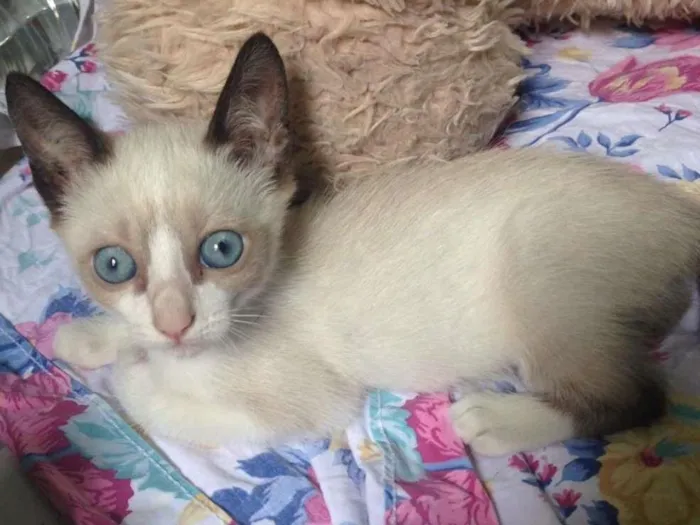 Gato ra a snowshoe idade Abaixo de 2 meses nome Filhotinha olhos azuis