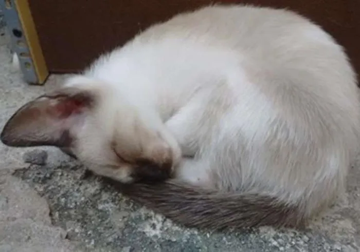 Gato ra a Siamês idade Abaixo de 2 meses nome Lupita 