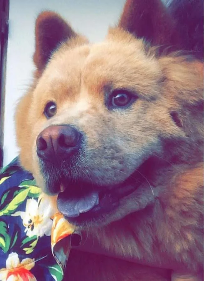 Cachorro ra a Chow Chow idade 1 ano nome Amora