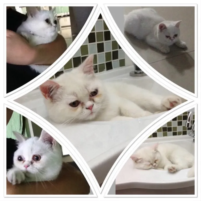 Gato ra a Persa idade 7 a 11 meses nome Belinha