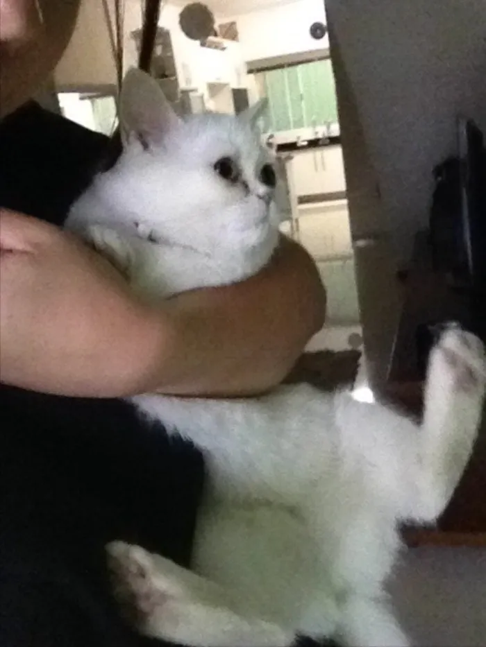 Gato ra a Persa idade 7 a 11 meses nome Belinha