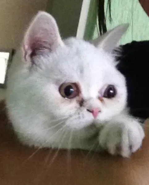 Gato ra a Persa idade 7 a 11 meses nome Belinha