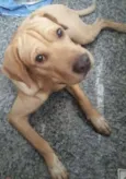 Zeca