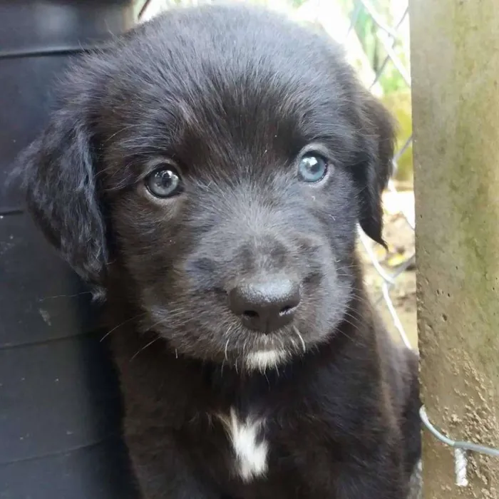 Cachorro ra a SRD idade Abaixo de 2 meses nome Sem nomes