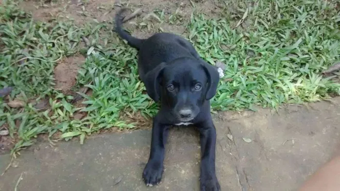 Cachorro ra a SRD idade Abaixo de 2 meses nome Sem nomes