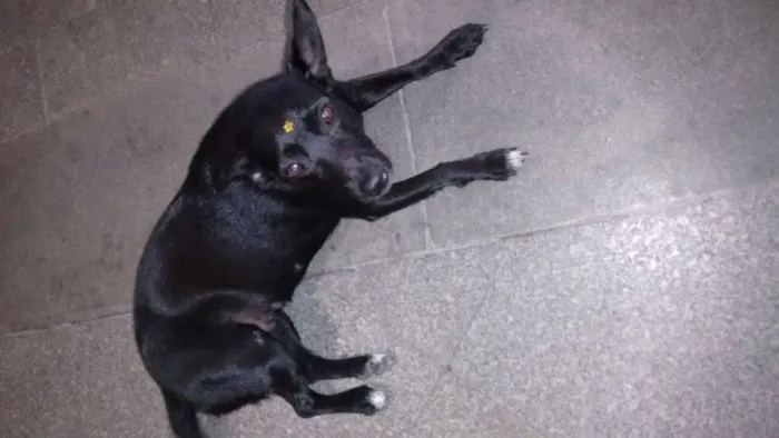Cachorro ra a Vira latas idade 2 anos nome Pretinha