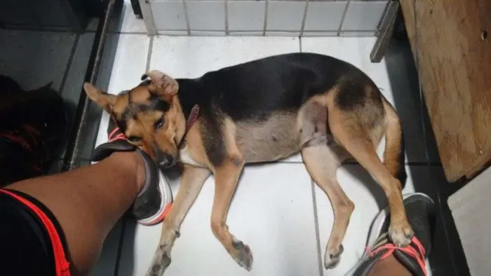Cachorro ra a Vira lata idade 2 anos nome Galega