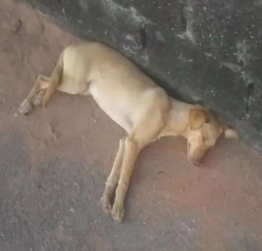 Cachorro ra a Viralata idade 1 ano nome PRINCESA