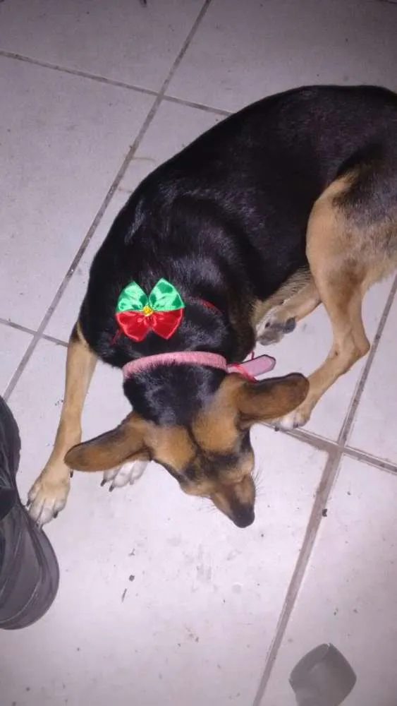 Cachorro ra a Vira lata idade 2 anos nome Galega