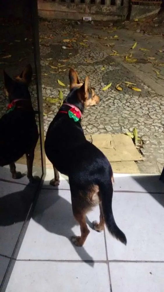 Cachorro ra a Vira lata idade 2 anos nome Galega