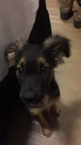Apolo