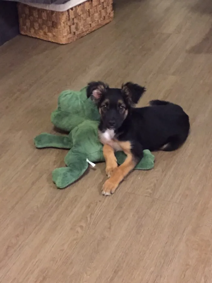 Cachorro ra a SRD idade 2 a 6 meses nome Apolo