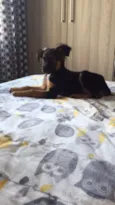 Apolo